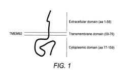 Compositions And Methods For Treating, Diagnosing And Monitoring Disease