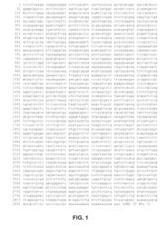 METHODS AND COMPOSITIONS RELATING TO P62 FOR THE TREATMENT AND PROPHYLAXIS OF CANCER