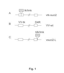 Modified poxviruses, including modified smallpox virus vaccine based on recombinant drug-sensitive vaccinia virus, and new selection methods