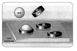 BIOMOLECULAR ELECTRONIC DEVICE AND PROCESS OF USE