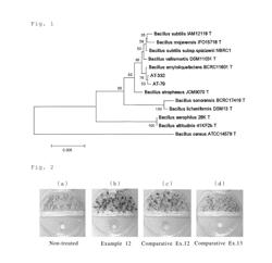 STRAIN BELONGING TO BACILLUS GENUS, MICROBIOLOGICAL AGENT, AND PLANT CULTIVATION METHOD