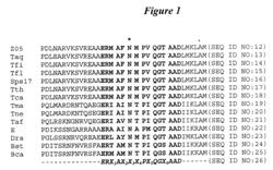 DNA polymerases with increased 3′-mismatch discrimination