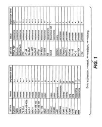 Antibodies directed to HER-3 and uses thereof