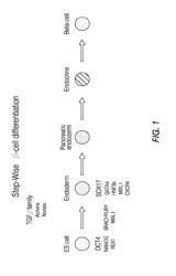 EXPANSION OF DEFINITIVE ENDODERM CELLS