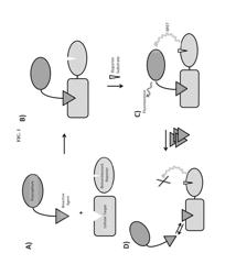 RECOGNITION OF CELLULAR TARGET BINDING BY A BIOACTIVE AGENT USING INTRACELLULAR BIOLUMINESCENCE RESONANCE ENERGY TRANSFER