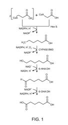 Biological methods for preparing adipic acid