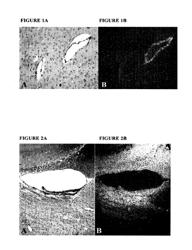 Methods and compositions for treating diseases, disorders or injury of the CNS