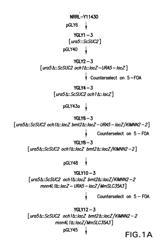 METHOD FOR PRODUCING PROTEINS IN PICHIA PASTORIS THAT LACK DETECTABLE CROSS BINDING ACTIVITY TO ANTIBODIES AGAINST HOST CELL ANTIGENS