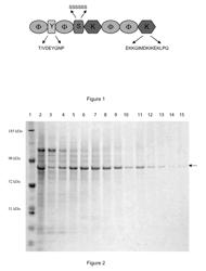 Rehydratable food