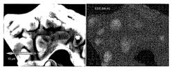 Island-covered lithium cobaltite oxides