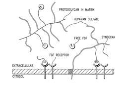 Compositions and Methods for Treating Organ Dysfunction