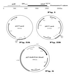 Microorganisms having enhanced sucrose mutase activity