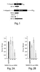 RNA sequence-specific mediators of RNA interference