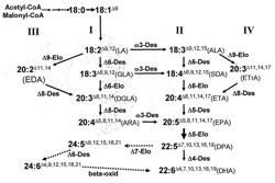 Feedstuffs for aquaculture comprising stearidonic acid