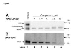 Methods for designing, selecting and/or optimizing allosteric processing inhibitors for matrix metalloproteinases