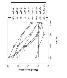 WT1 HLA CLASS II-BINDING PEPTIDES AND COMPOSITIONS AND METHODS COMPRISING SAME