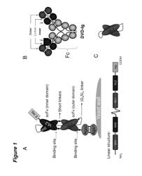 SINGLE-CHAIN MULTIVALENT BINDING PROTEIN COMPOSITIONS AND METHODS