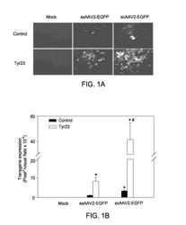 Therapeutic methods based on tyrosine-substituted, capsid-modified rAAV vectors