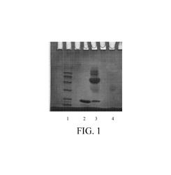 Modified recombinant human endostatin and uses thereof