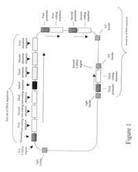 Nucleic acid constructs and methods for producing altered seed oil compositions