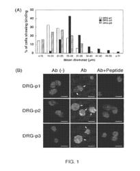 PEPTIDES THAT TARGET DORSAL ROOT GANGLION NEURONS