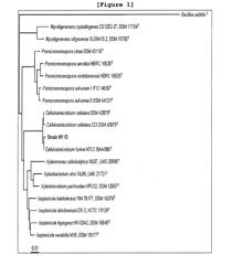 NOVEL MANNANASE PRODUCED FROM CELLULOSIMICROBIUM SP. STRAIN HY-13