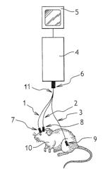 Endoscopy device and method for simultaneous observation of several zones of interest