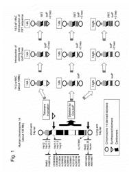 Human artificial chromosome (HAC) vector and human cell medicine comprising same