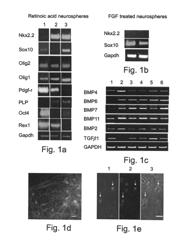 Methods of generating mature oligodendrocytes