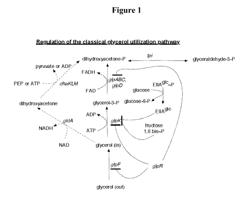 FERMENTATION OF GLYCEROL TO ORGANIC ACIDS