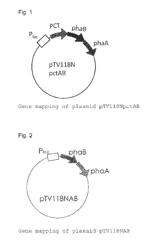 PRODUCTION METHOD FOR ORGANIC ACID USING COA-TRANSFERASE