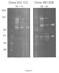 Compositions and methods for enhancing coagulation Factor VIII function