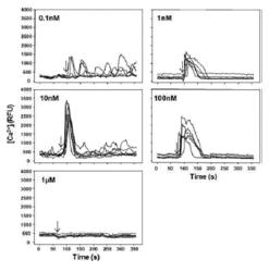 Pharmaceutical or cosmetic composition containing nicotinic acid adenine dinucleotide phosphate or derivative thereof