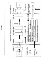 PHARMACEUTICAL COMPOSITION CONTAINING NEUREGULIN ISOFORMS