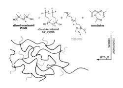 Amphiphilic fouling release coatings