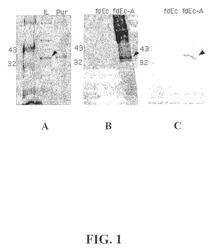 Oral vaccine for Borrelia