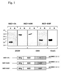 Production of proteins