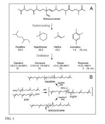 Polypeptides, nucleic acid molecules, and methods for synthesis of triterpenes