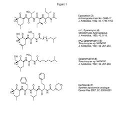 COMPOSITIONS AND METHODS FOR INHIBITING PROTEASES