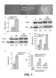 MODULATION OF PRE-MRNA USING SPLICE MODULATING OLIGONUCLEOTIDES AS THERAPEUTIC AGENTS IN THE TREATMENT OF DISEASE