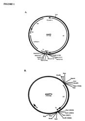 Single-stranded antimicrobial oligonucleotides and uses thereof