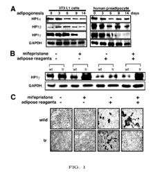 Cancer cell identification marker and cancer cell proliferation inhibitor