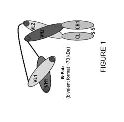 IMMUNO IMAGING AGENT FOR USE WITH ANTIBODY-DRUG CONJUGATE THERAPY