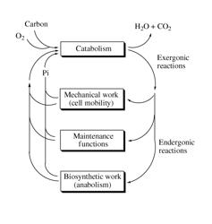 Altering metabolism in biological processes