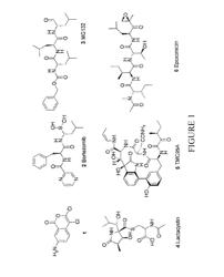 Mimetic peptides and the use thereof in the form of 20S, 26S and immunoproteasome inhibitors