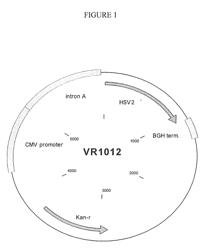 Compositions and methods for vaccinating against HSV-2