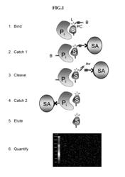 PROTEOMIC IPF MARKERS