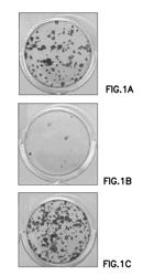 DEFINED CELL CULTURING SURFACES AND METHODS OF USE