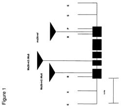 Nucleotide sequences mediating male fertility and method of using same