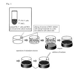 VASCULAR PROGENITOR CELL SHEET DERIVED FROM INDUCED PLURIPOTENT STEM CELLS, AND PRODUCTION METHOD THEREFOR